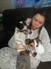 Talk to me about Jack Russells