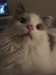 Beautiful pussies