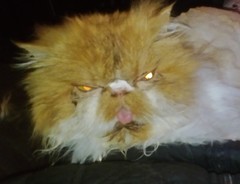 Whose cat is the most aesthetically challenged?