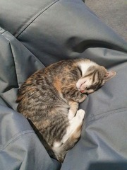 What colour is my kitten