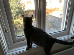 I need your photos of cats looking out of windows.  And I need them now!