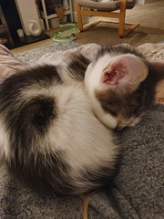 Runt of the litter probs, and sister who can't be picked up! Help!