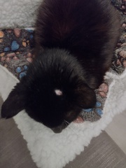 What has my cat done to his head?