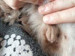 Any vets around? Moles on dog