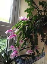 Your favourite houseplant