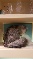 Can we have a ‘I love my beautiful cats’ thread?!