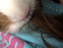 What a fat pig! [photo]