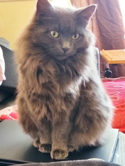 Beautiful pussies