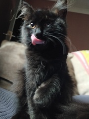 Can we have a ‘I love my beautiful cats’ thread?!