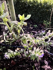 Some plant ID-ing help, please.