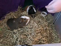 What a fat pig! [photo]