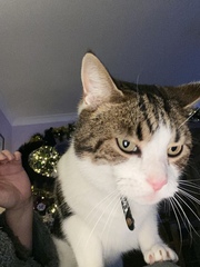 Can we have a ‘I love my beautiful cats’ thread?!
