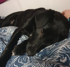 Puppy knows names of family members...?!?