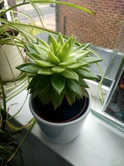 Your favourite houseplant