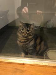 I need your photos of cats looking out of windows.  And I need them now!