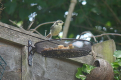 A nice thread about garden birds. What comes to your garden? Do you feed them? What food you put out? 🐦