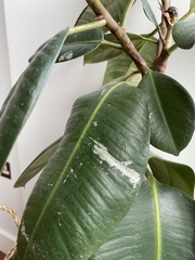 Can someone diagnose this plant problem?