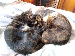 Can we have a ‘I love my beautiful cats’ thread?!