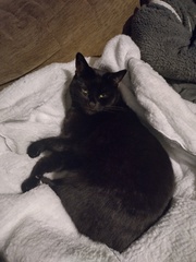 Ollie, Paws, friends and family