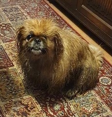 Can we have a pet appreciation thread?