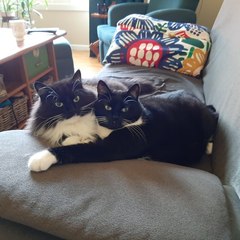 Can we have a ‘I love my beautiful cats’ thread?!