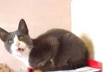 Stray cat - would like to keep