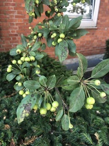 What tree is this, please?