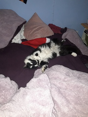 How old is/are your current cat/s?