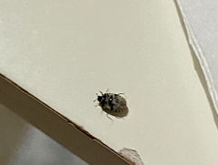 Is this a tick?