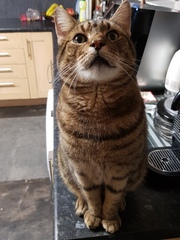 Thug cat part 4.  After all, it's not my Axminster.