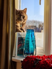 Can we have a ‘I love my beautiful cats’ thread?!
