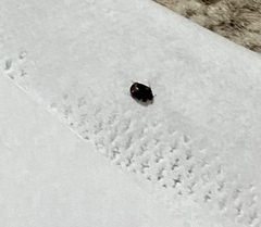 Is this a tick?