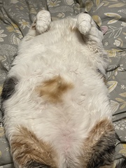 Can we have a ‘I love my beautiful cats’ thread?!
