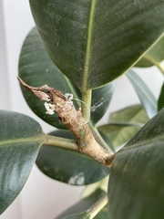 Can someone diagnose this plant problem?