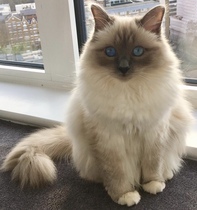 Beautiful pussies