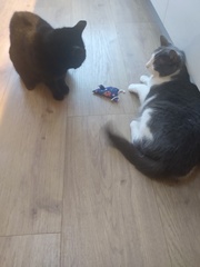 Ollie, Paws, friends and family