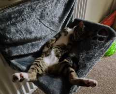 Kitten weeing in weird places