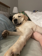 Puppy Survival Thread: surviving into 2022
