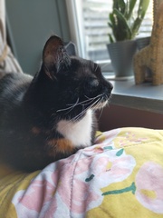 Can we have a ‘I love my beautiful cats’ thread?!