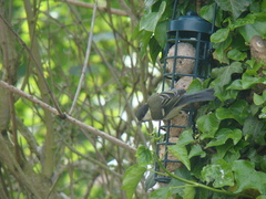 A nice thread about garden birds. What comes to your garden? Do you feed them? What food you put out? 🐦