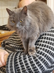 Ollie, Paws, friends and family