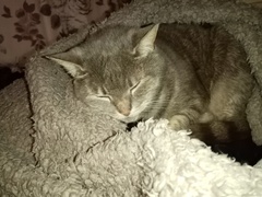 Can we have a ‘I love my beautiful cats’ thread?!