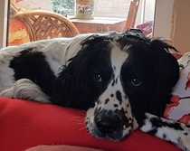 Can we have a pet appreciation thread?