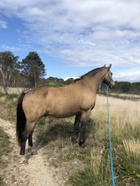 Connemara appreciation thread