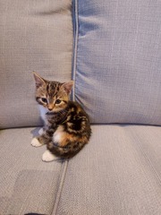 Which "safe room" for new kitten
