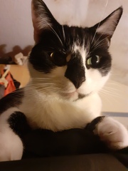 Beautiful pussies