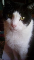 Can we have a ‘I love my beautiful cats’ thread?!
