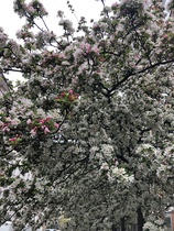 What tree is this, please?