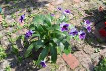 Your favourite houseplant