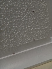 To ask what these are